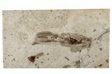 Cretaceous Fossil Squid with Tentacles & Ink Sac - Lebanon #200277-1